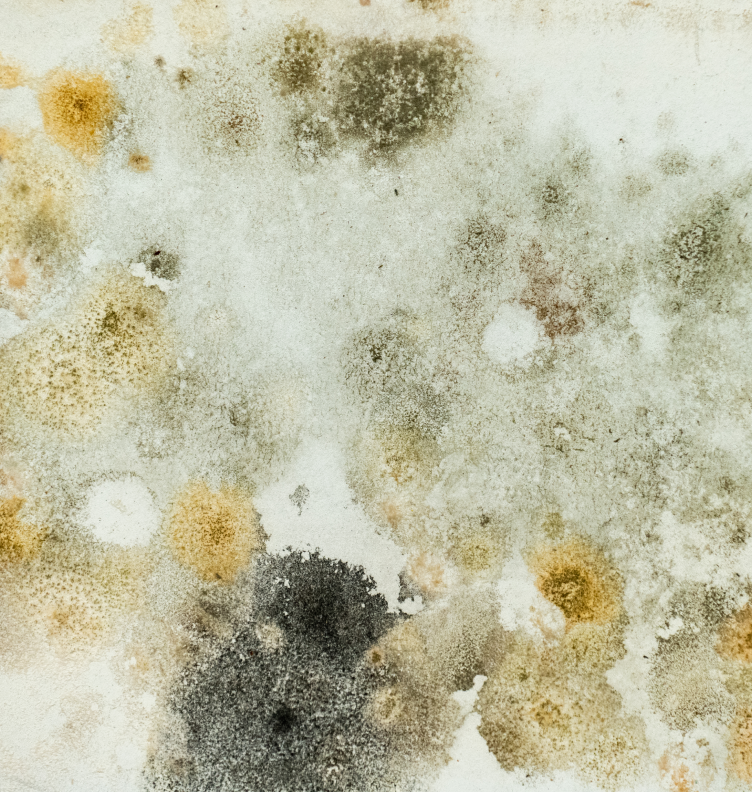 Close-up of various mold spots in different colors on a surface.