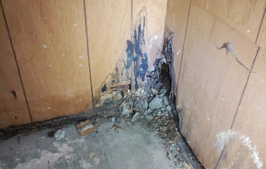 mold waterdamage basement e1722463833706 mold