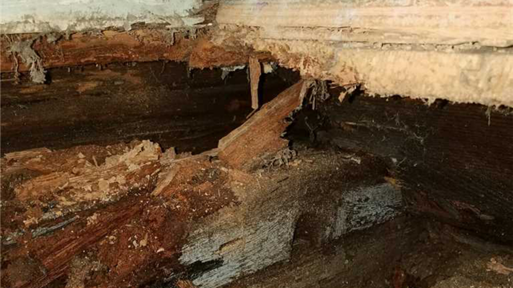 dry rot basement