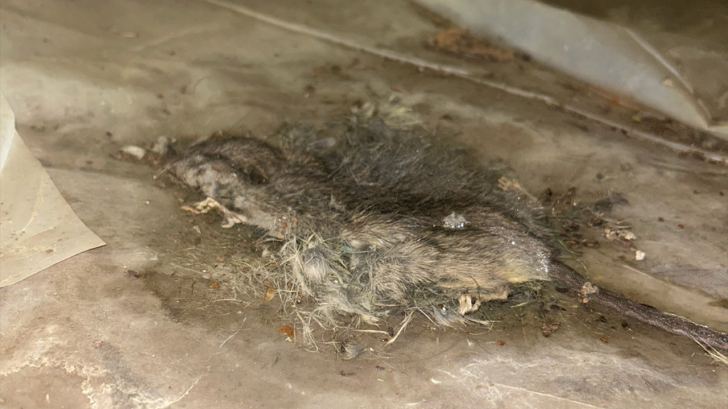 rodents crawl space basement